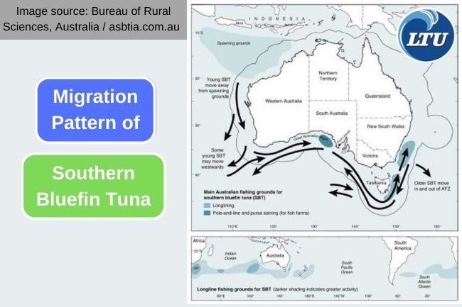 The Southern Bluefin Tuna Remarkable Migration Patterns